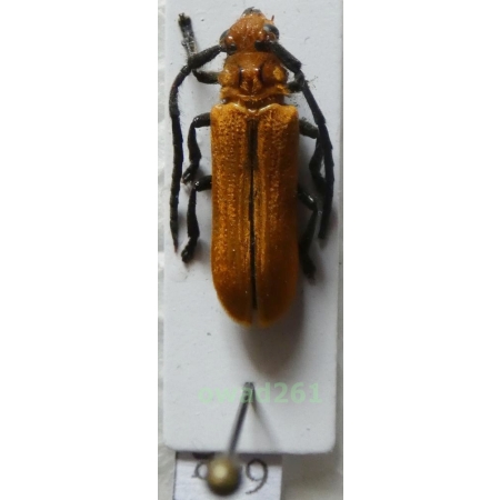 Eustathes flava Newman, 1842 Philippines64g